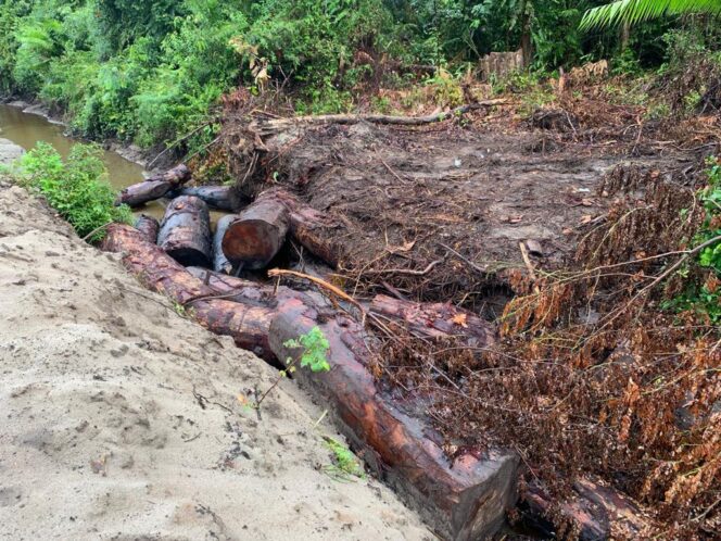 
					Diduga Ilegal Logging di Kawasan Pembangunan Jalan Trumon-Singkil, Rawan Terjadi Konflik Satwa Liar