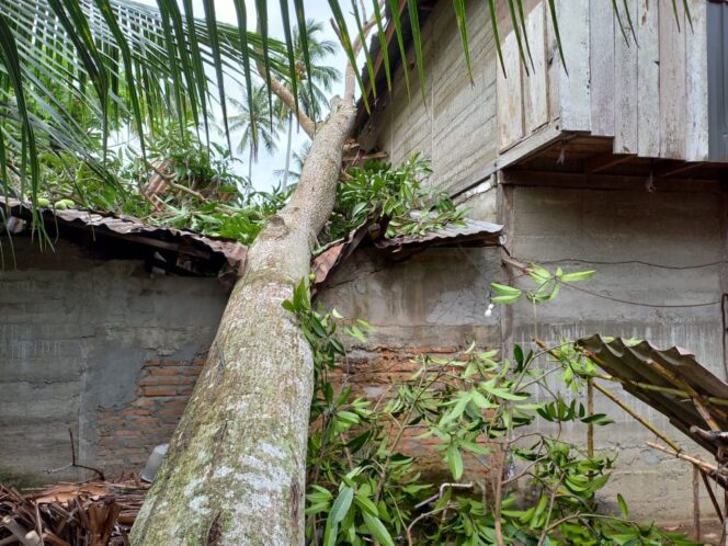 
					Rumah Lukman (57) warga Desa Gelumbuk Kecamatan Kluet Selatan Yang Tertimpa Pohon Tumbang, Selasa (5/7/2022) Photo : HO